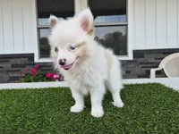 AKC Prince, a male Pomeranian for sale in Middlebury, IN – 5 of 8