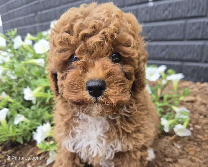 AKC Jenny – Poodle - Miniature  puppy for sale in Middlebury, IN