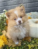 AKC Jackson, a male Pomeranian for sale in Middlebury, IN – 4 of 10
