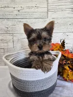 AKC Chippy, a male Yorkshire Terrier for sale in Middlebury, IN – 6 of 10