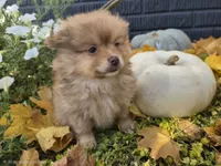 AKC Patsy, a female Pomeranian for sale in Middlebury, IN – 4 of 10