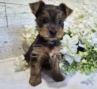 AKC Freddy, a male Yorkshire Terrier for sale in Middlebury, IN – 10 of 10