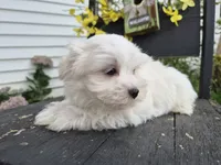 AKC Finn, a male Maltese for sale in Middlebury, IN – 5 of 8