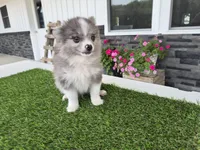 AKC  Chip, a male Pomeranian for sale in Middlebury, IN – 5 of 10
