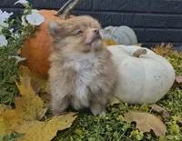 AKC Annabelle, a female Pomeranian for sale in Middlebury, IN – 4 of 10