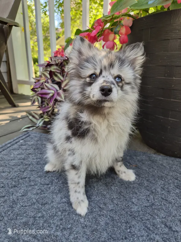 AKC  Romeo – Pomeranian puppy for sale in Middlebury, IN