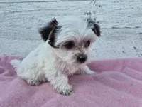 Grace, a female Yorkshire Terrier and Morkie for sale in Middlebury, IN – 4 of 6