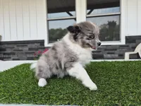 AKC Maisie, a female Pomeranian for sale in Middlebury, IN – 6 of 10
