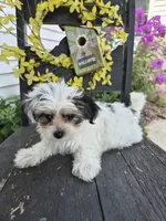 Rosie, a female Maltese and Yorkshire Terrier for sale in Middlebury, IN – 10 of 10