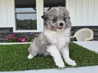 AKC Maisie, a female Pomeranian for sale in Middlebury, IN – 2 of 10