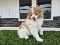 AKC Loki, a male Pomeranian for sale in Middlebury, IN – 5 of 10