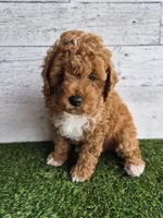 AKC  Oliver, a male Poodle - Miniature  for sale in Middlebury, IN – 9 of 10