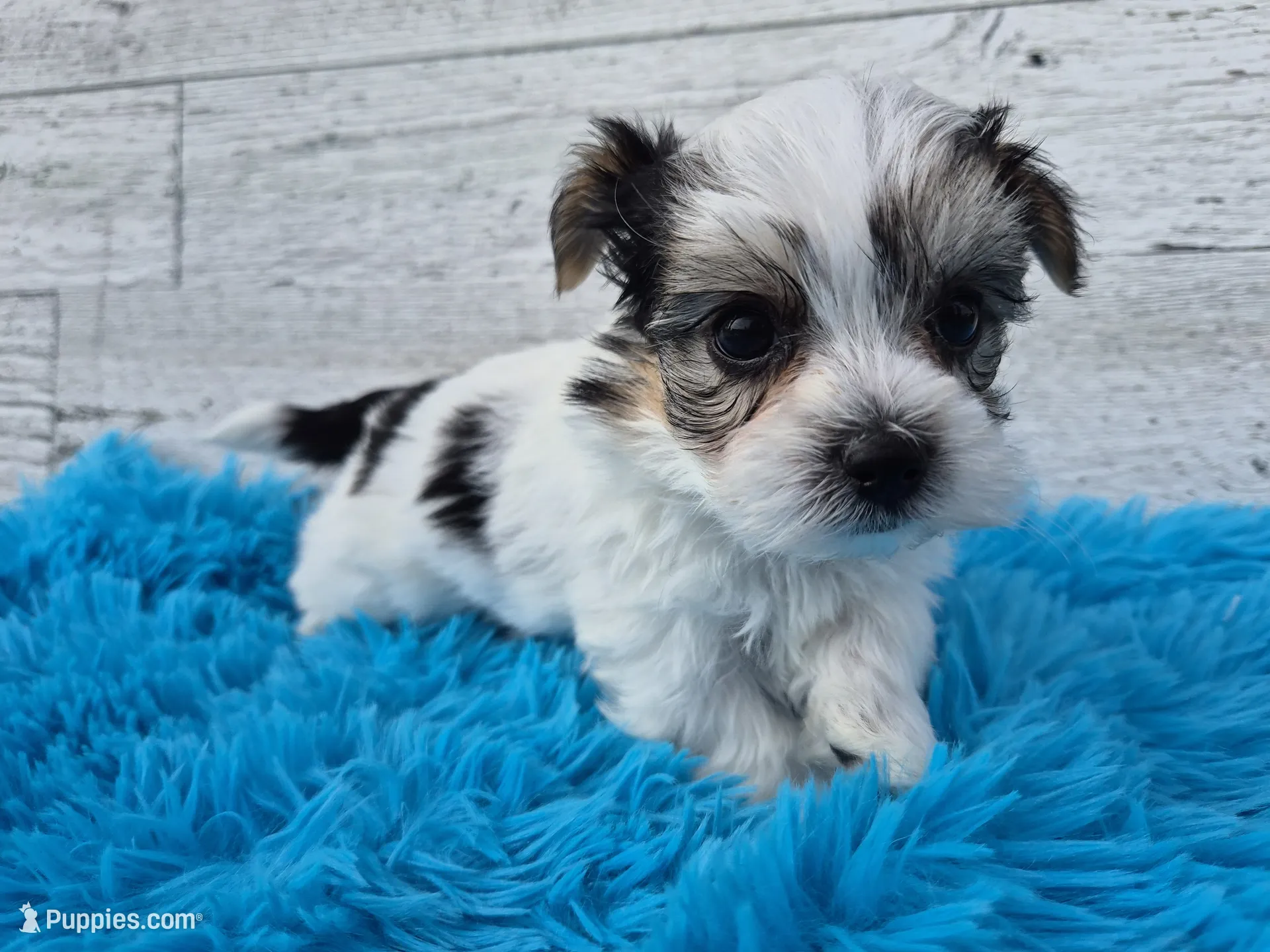 Oreo – Maltese and Yorkshire Terrier Puppy for Sale | Puppies.com Oreo – Maltese and Yorkshire Terrier Puppy for Sale | Puppies.com