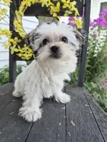 Grace, a female Maltese and Yorkshire Terrier for sale in Middlebury, IN – 6 of 10