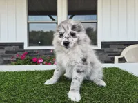 AKC Jack, a male Pomeranian for sale in Middlebury, IN – 4 of 10