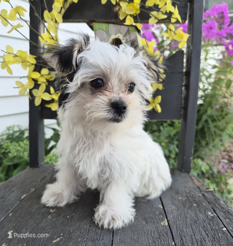 Grace – Maltese, Yorkshire Terrier puppy for sale in Middlebury, IN