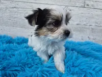 Oreo, a male Maltese and Yorkshire Terrier for sale in Middlebury, IN – 3 of 6