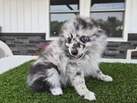 AKC  Romeo, a male Pomeranian for sale in Middlebury, IN – 7 of 10