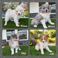 AKC  Romeo, a male Pomeranian for sale in Middlebury, IN – 9 of 10