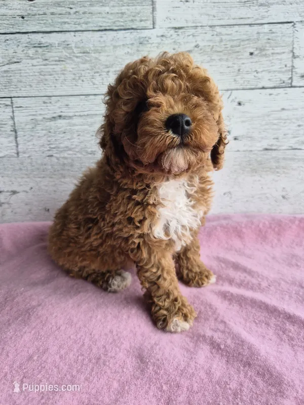 AKC Jenny – Poodle - Miniature  puppy for sale in Middlebury, IN