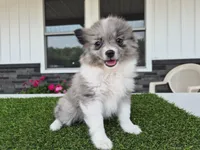 AKC Maisie, a female Pomeranian for sale in Middlebury, IN – 5 of 10