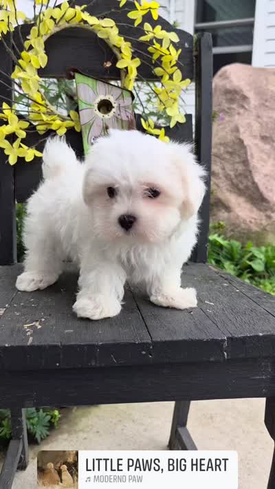 AKC Charlie, a male Maltese for sale in Middlebury, IN – 6 of 6