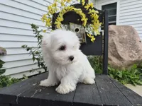 AKC Mochi, a male Maltese for sale in Middlebury, IN – 8 of 9