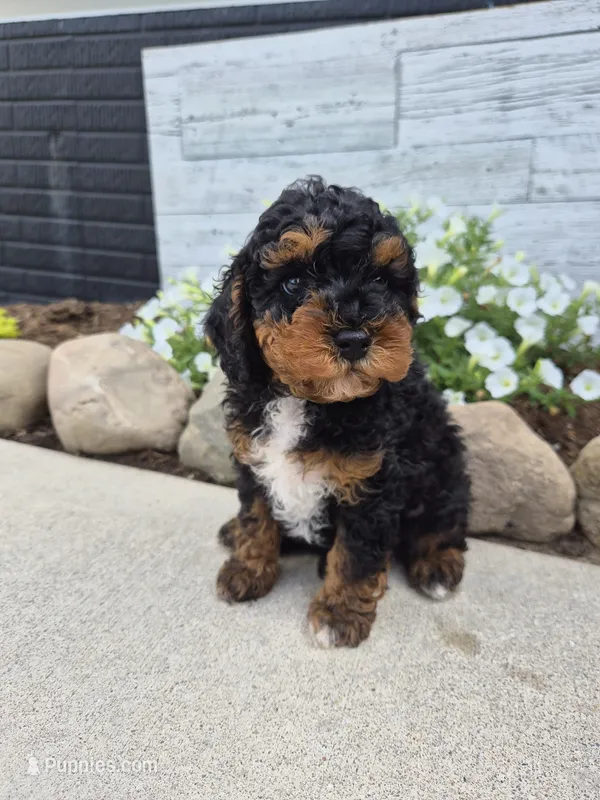 AKC Benny – Poodle - Miniature  puppy for sale in Middlebury, IN