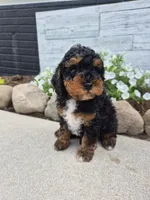 AKC Benny, a male Poodle - Miniature  for sale in Middlebury, IN – 7 of 10