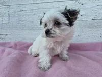 Grace, a female Yorkshire Terrier and Morkie for sale in Middlebury, IN – 2 of 6