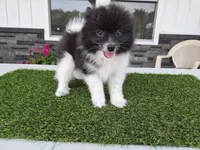 AKC  Mickey, a male Pomeranian for sale in Middlebury, IN – 4 of 10