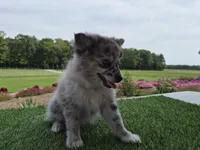 AKC Jack, a male Pomeranian for sale in Middlebury, IN – 8 of 10
