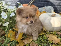 AKC Patsy, a female Pomeranian for sale in Middlebury, IN – 2 of 10