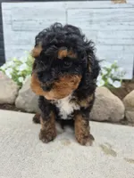 AKC Benny, a male Poodle - Miniature  for sale in Middlebury, IN – 3 of 10