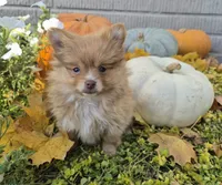 AKC Annabelle, a female Pomeranian for sale in Middlebury, IN – 2 of 10