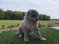 AKC Jack, a male Pomeranian for sale in Middlebury, IN – 2 of 10