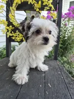 Grace, a female Maltese and Yorkshire Terrier for sale in Middlebury, IN – 5 of 10