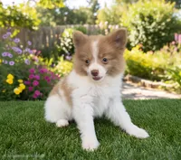 AKC Loki, a male Pomeranian for sale in Middlebury, IN – 1 of 10