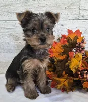 AKC Freddy, a male Yorkshire Terrier for sale in Middlebury, IN – 4 of 10