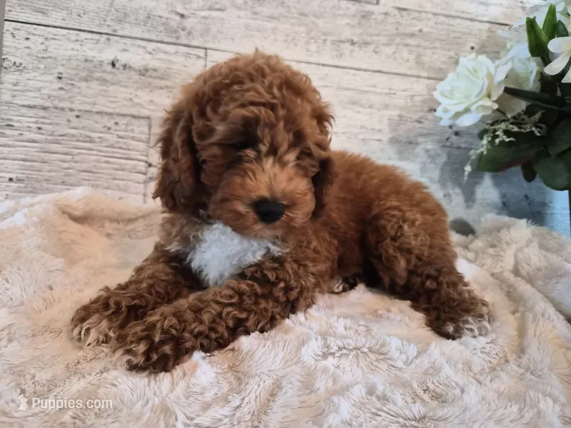 AKC  Oliver – Poodle - Miniature  puppy for sale in Middlebury, IN