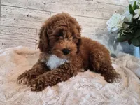 AKC  Oliver, a male Poodle - Miniature  for sale in Middlebury, IN – 4 of 10