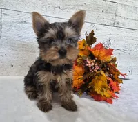 AKC Chippy, a male Yorkshire Terrier for sale in Middlebury, IN – 3 of 10