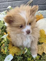 AKC Jackson, a male Pomeranian for sale in Middlebury, IN – 8 of 10