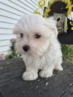 AKC Charlie, a male Maltese for sale in Middlebury, IN – 3 of 6