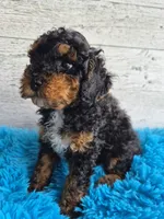 AKC Benny, a male Poodle - Miniature  for sale in Middlebury, IN – 9 of 10
