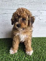 AKC  Jody, a female Poodle - Miniature  for sale in Middlebury, IN – 10 of 10