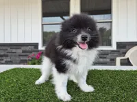 AKC  Mickey, a male Pomeranian for sale in Middlebury, IN – 7 of 10