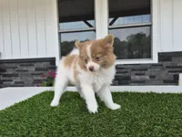 AKC Loki, a male Pomeranian for sale in Middlebury, IN – 6 of 10