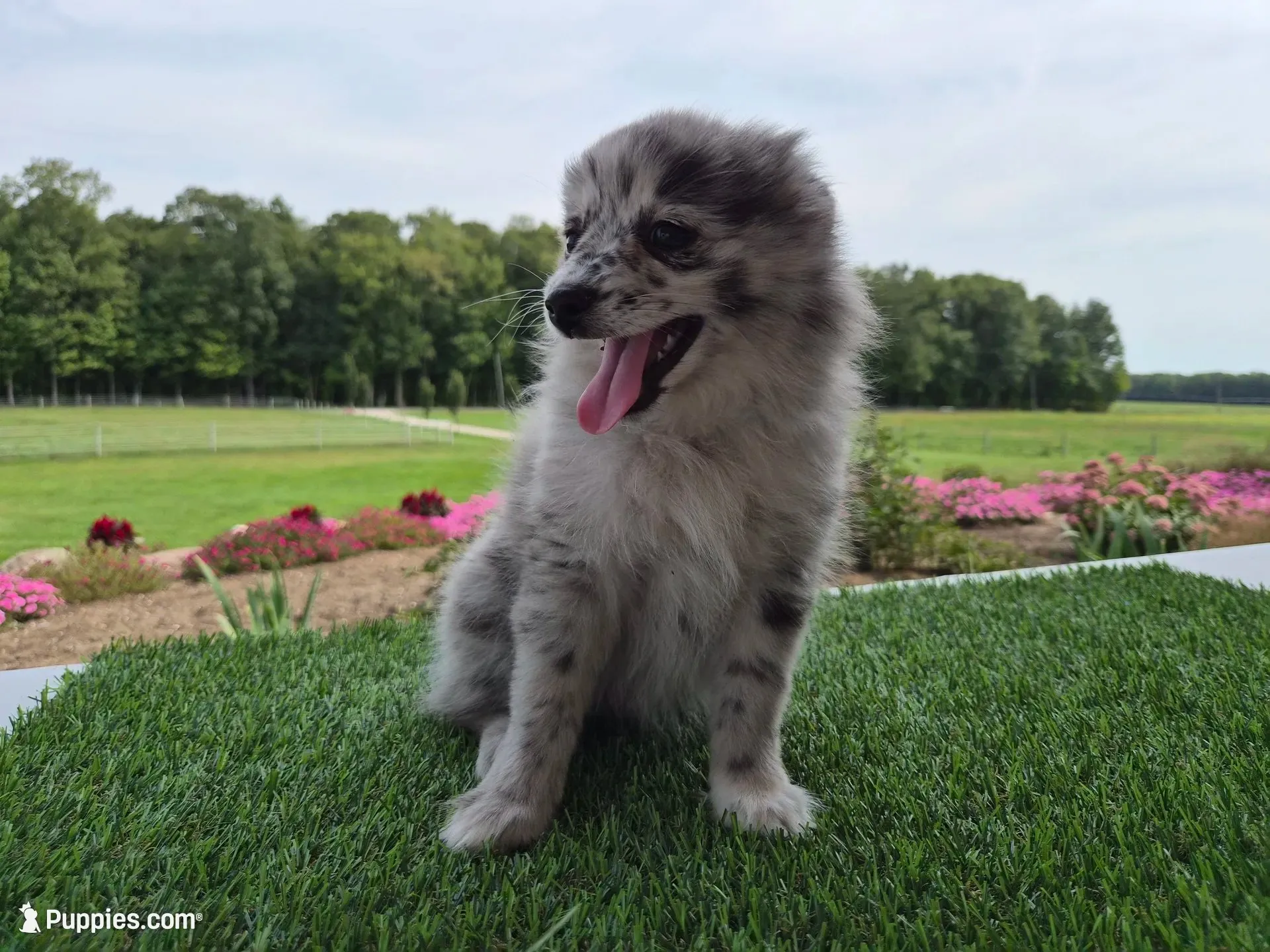 AKC Jack, a male Pomeranian for sale in Middlebury, IN – 5 of 10