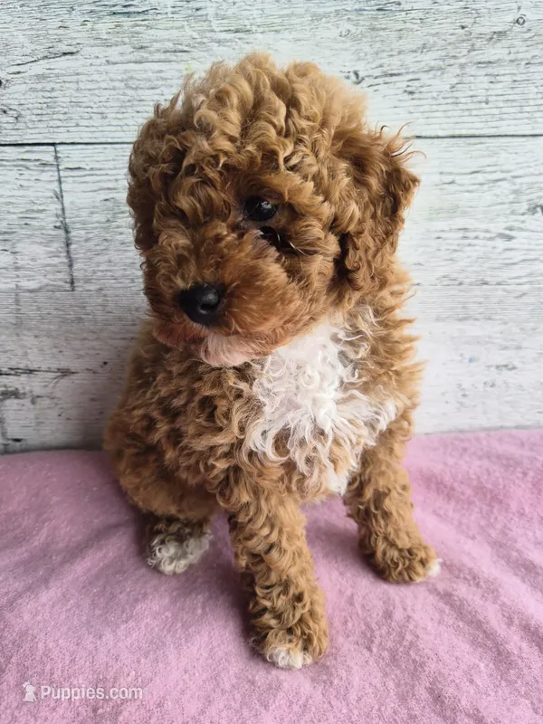 AKC Jenny – Poodle - Miniature  puppy for sale in Middlebury, IN